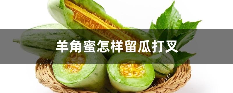 羊角蜜怎样留瓜打叉 羊角蜜怎样留瓜打叉
