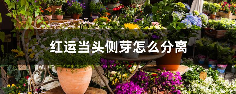 红运当头侧芽怎么分离 红运当头侧芽怎么分离