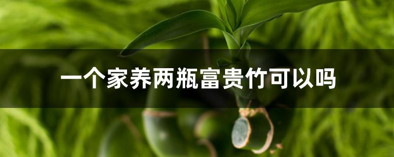 一个家养两瓶富贵竹可以吗 一个家养两瓶富贵竹可以吗