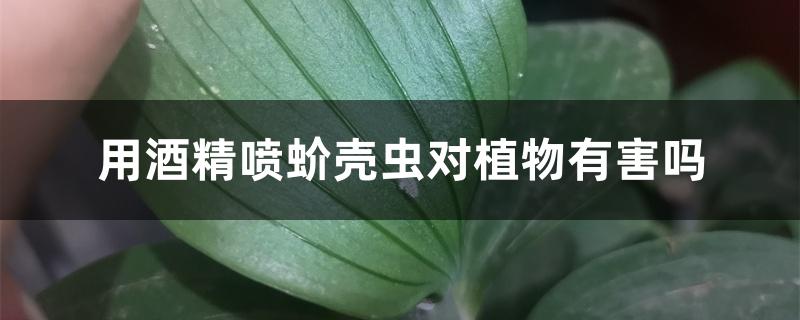 用酒精喷蚧壳虫对植物有害吗