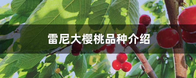 雷尼大樱桃品种介绍 雷尼大樱桃品种介绍