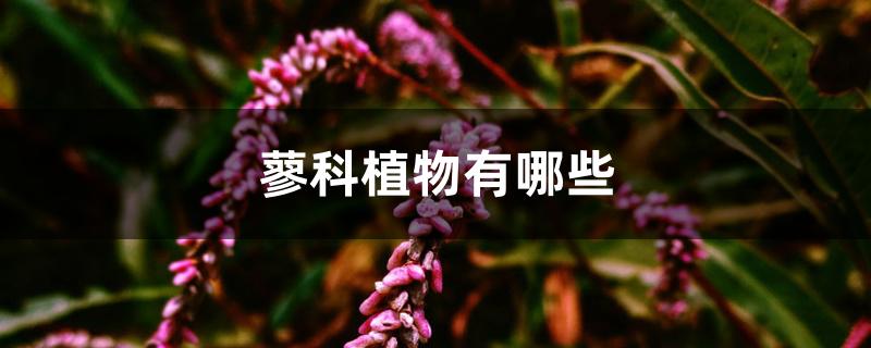 蓼科植物有哪些 蓼科植物有哪些