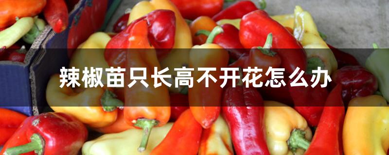 辣椒苗只长高不开花怎么办 辣椒苗只长高不开花怎么办