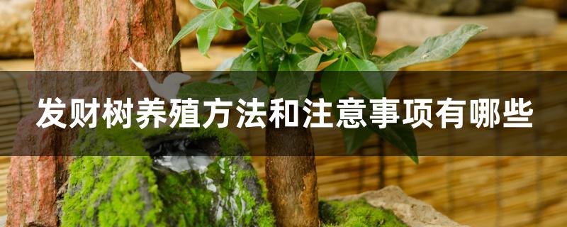 发财树养殖方法和注意事项有哪些 发财树养殖方法和注意事项有哪些