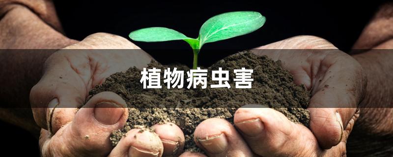 植物病虫害 植物病虫害