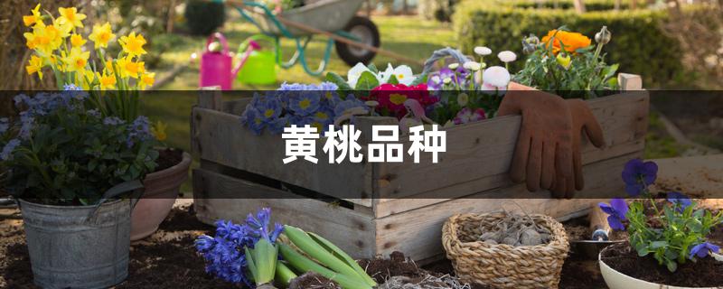 黄桃品种 黄桃品种