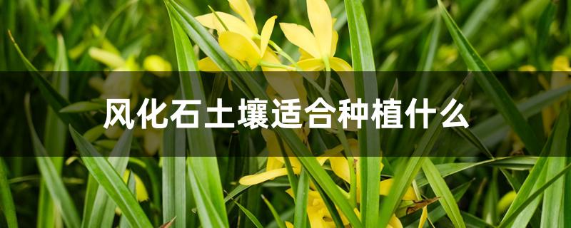 风化石土壤适合种植什么 风化石土壤适合种植什么