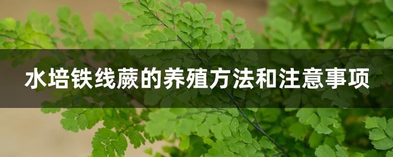 水培铁线蕨的养殖方法和注意事项 水培铁线蕨的养殖方法和注意事项