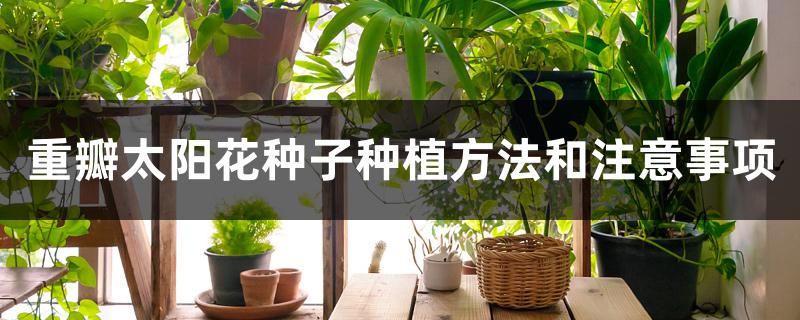 重瓣太阳花种子种植方法和注意事项 重瓣太阳花种子种植方法和注意事项