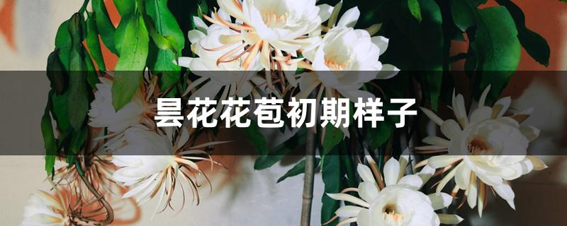 昙花花苞初期样子 昙花花苞初期样子