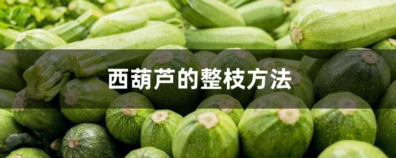 西葫芦的整枝方法 西葫芦的整枝方法