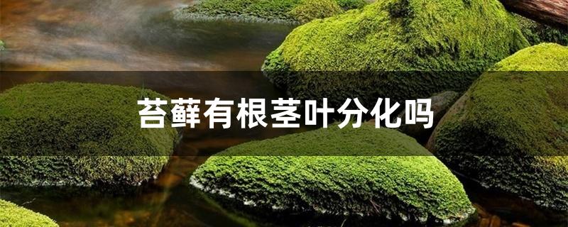 苔藓有根茎叶分化吗 苔藓有根茎叶分化吗
