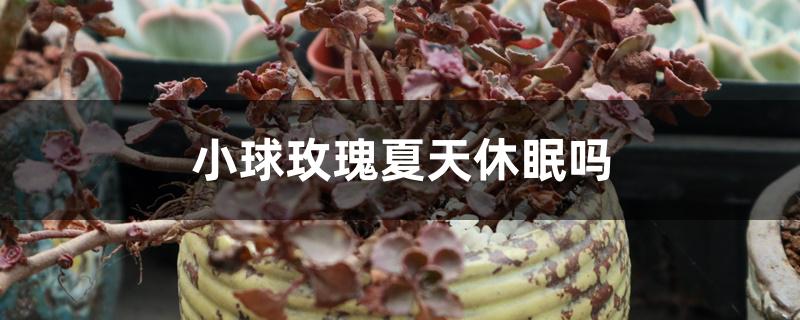 小球玫瑰夏天休眠吗 小球玫瑰夏天休眠吗