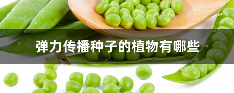 弹力传播种子的植物有哪些 弹力传播种子的植物有哪些