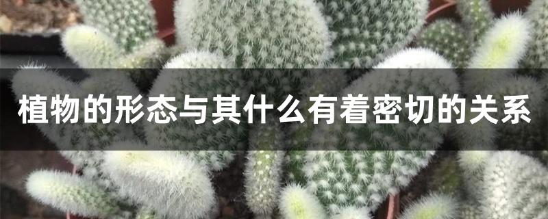 植物的形态与其什么有着密切的关系 植物的形态与其什么有着密切的关系