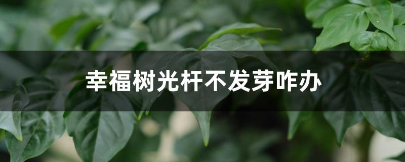 幸福树光杆不发芽咋办 幸福树光杆不发芽咋办