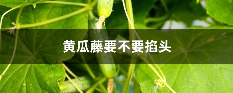 黄瓜藤要不要掐头 黄瓜藤要不要掐头