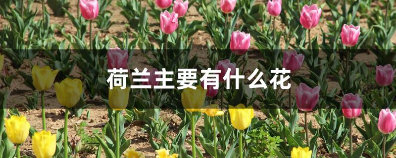荷兰主要有什么花