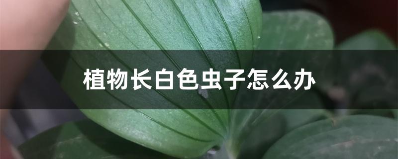植物长白色虫子怎么办