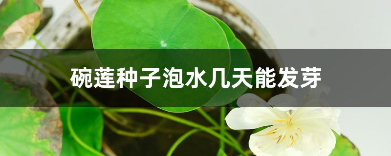 碗莲种子泡水几天能发芽 碗莲种子泡水几天能发芽
