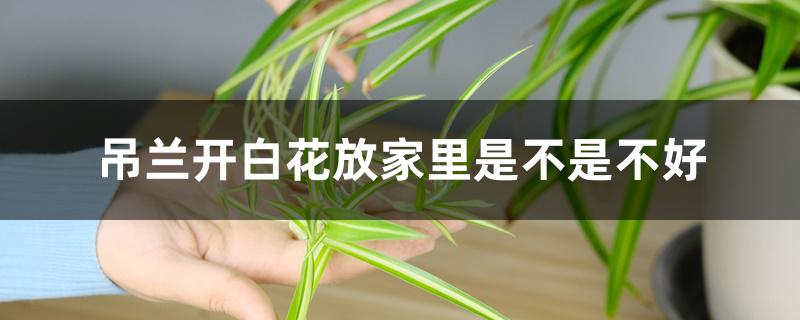 吊兰开白花放家里是不是不好 吊兰开白花放家里是不是不好