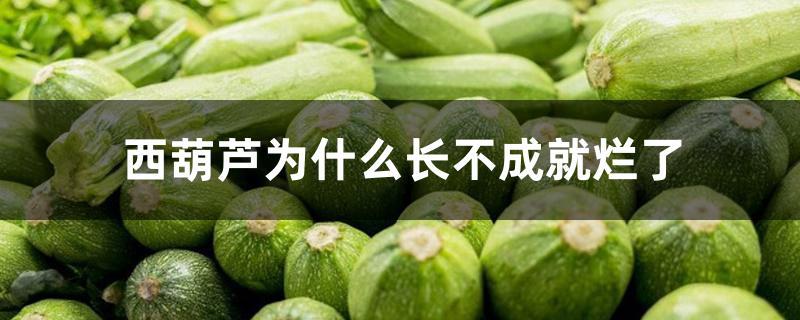 西葫芦为什么长不成就烂了 西葫芦为什么长不成就烂了