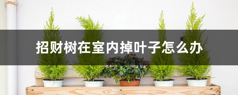 招财树在室内掉叶子怎么办 招财树在室内掉叶子怎么办
