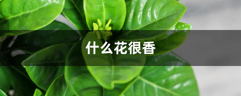 什么花很香 什么花很香