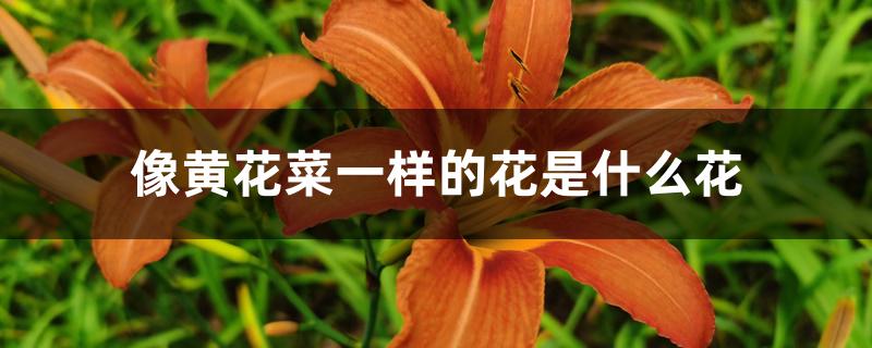 像黄花菜一样的花是什么花 像黄花菜一样的花是什么花