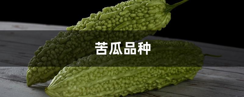 苦瓜品种 苦瓜品种