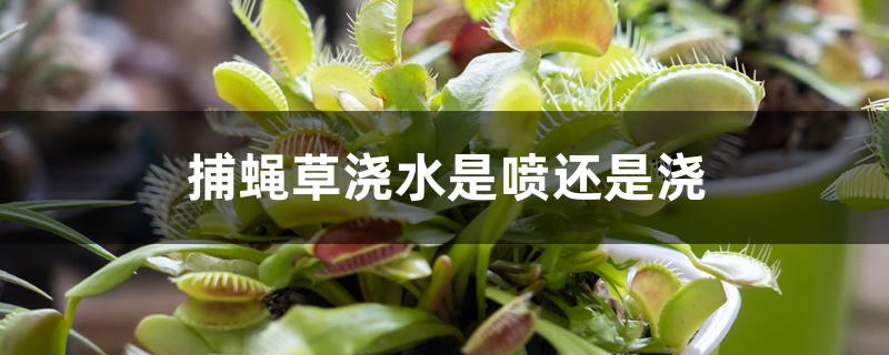 捕蝇草浇水是喷还是浇 捕蝇草浇水是喷还是浇