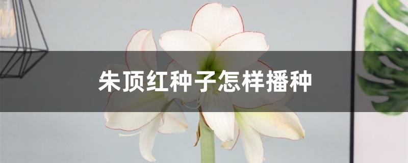 朱顶红种子怎样播种 朱顶红种子怎样播种