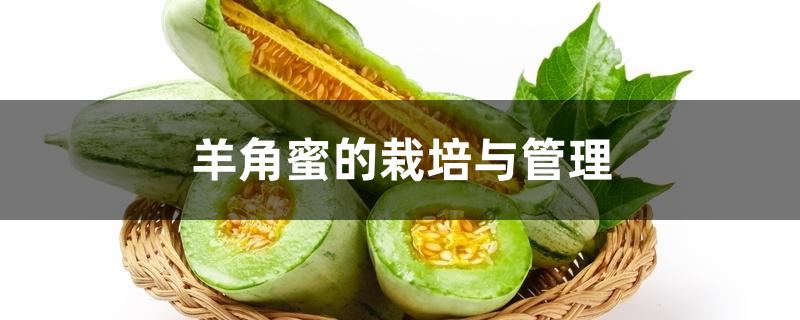 羊角蜜的栽培与管理 羊角蜜的栽培与管理