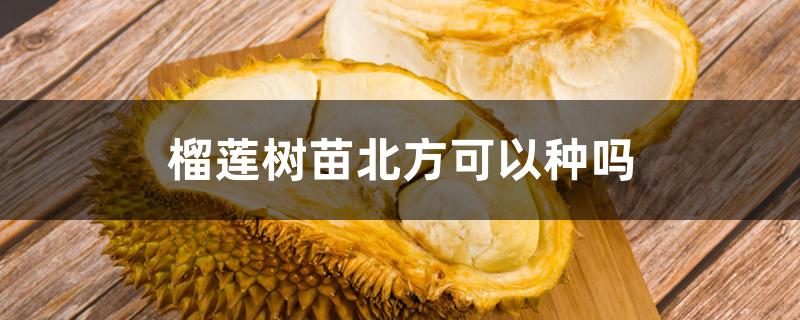榴莲树苗北方可以种吗 榴莲树苗北方可以种吗