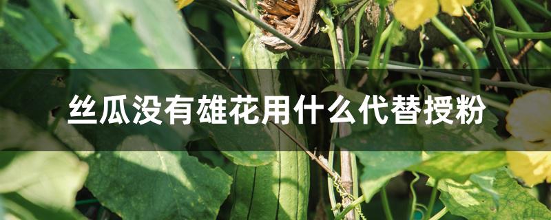丝瓜没有雄花用什么代替授粉 丝瓜没有雄花用什么代替授粉