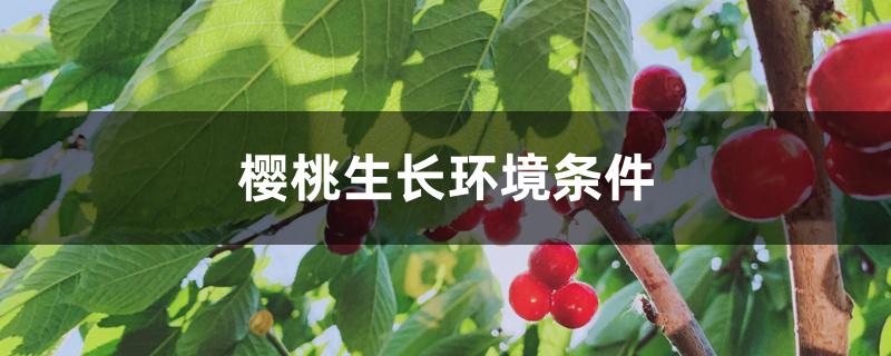 樱桃生长环境条件 樱桃生长环境条件
