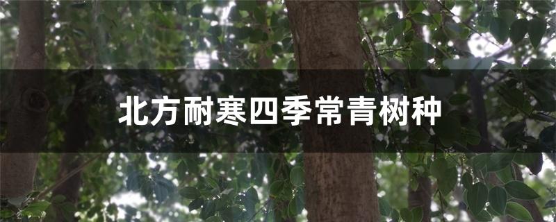 北方耐寒四季常青树种 北方耐寒四季常青树种