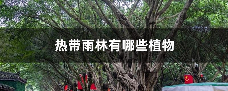 热带雨林有哪些植物 热带雨林有哪些植物