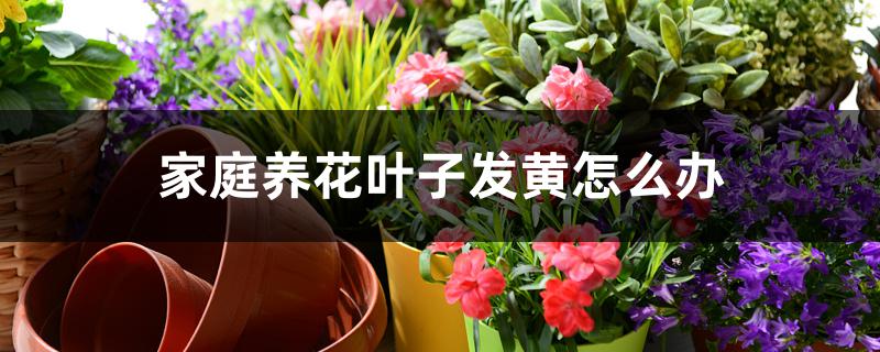 家庭养花叶子发黄怎么办 家庭养花叶子发黄怎么办
