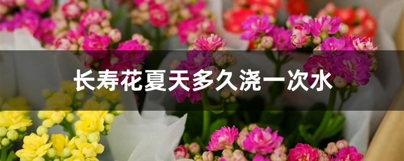 长寿花夏天多久浇一次水 长寿花夏天多久浇一次水