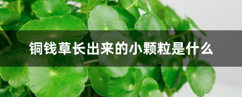 铜钱草长出来的小颗粒是什么