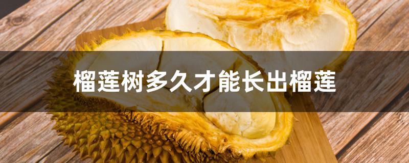 榴莲树多久才能长出榴莲 榴莲树多久才能长出榴莲