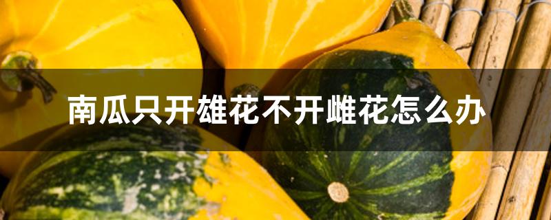 南瓜只开雄花不开雌花怎么办 南瓜只开雄花不开雌花怎么办
