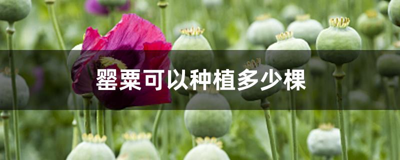 罂粟可以种植多少棵 罂粟可以种植多少棵