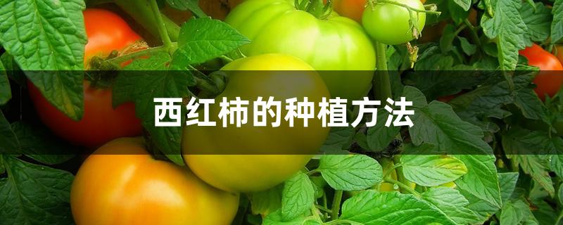 西红柿的种植方法 西红柿的种植方法