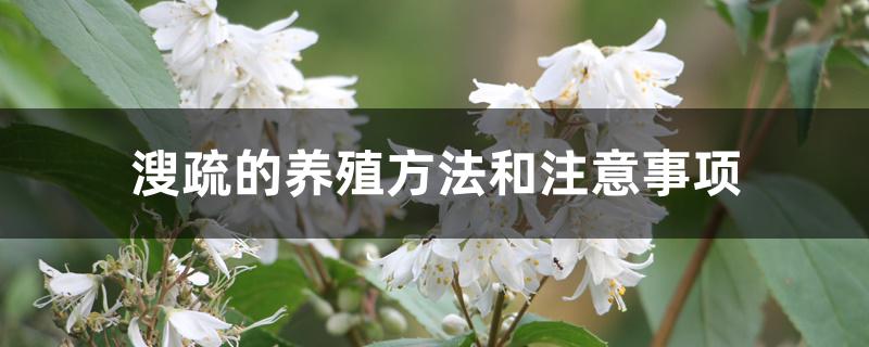 溲疏的养殖方法和注意事项 溲疏的养殖方法和注意事项