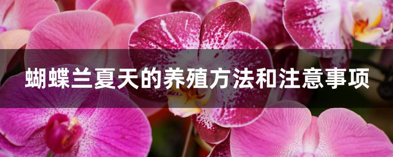 蝴蝶兰夏天的养殖方法和注意事项 蝴蝶兰夏天的养殖方法和注意事项