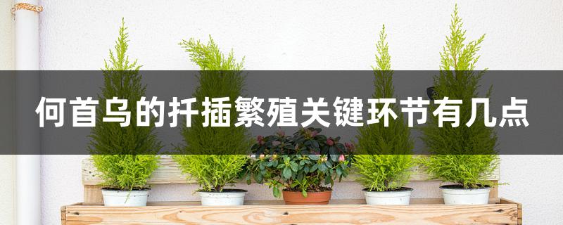 何首乌的扦插繁殖关键环节有几点 何首乌的扦插繁殖关键环节有几点