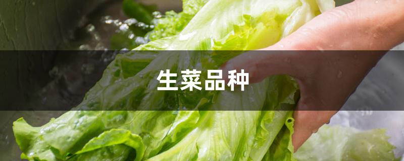 生菜品种 生菜品种