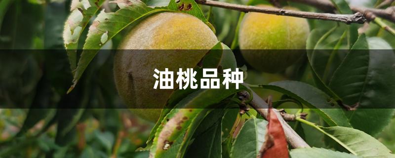 油桃品种 油桃品种